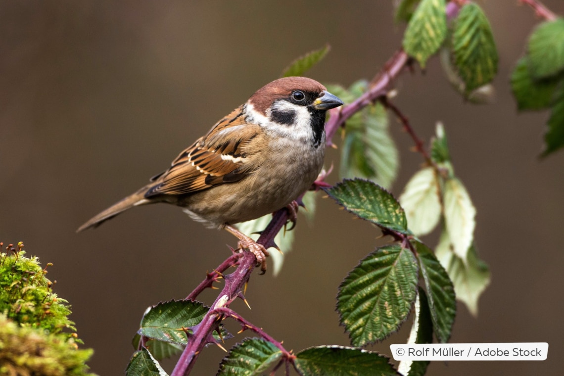 Feldsperling (Passer montanus)