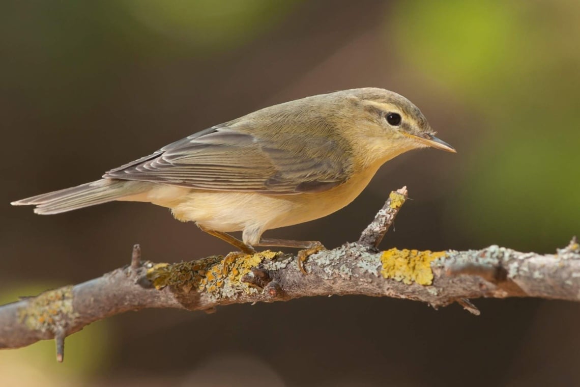 Fitis (Phylloscopus trochilus) 