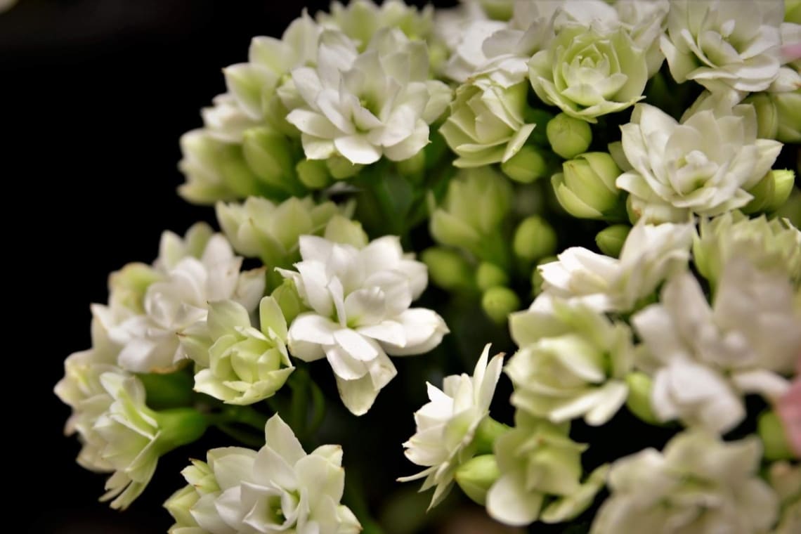 Flammendes Käthchen (Kalanchoe blossfeldiana)