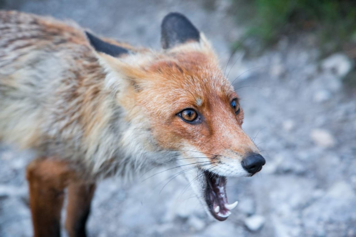 Fuchs macht Geräusche