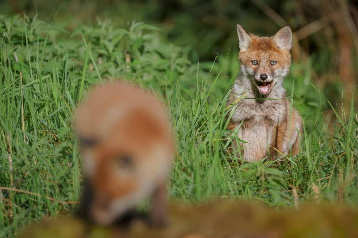 Fuchs ruft nach Fähe