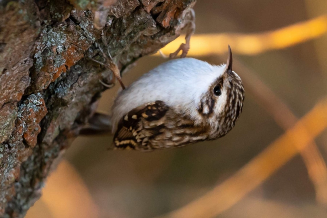 Gartenbaumläufer (Certhia brachydactyla)