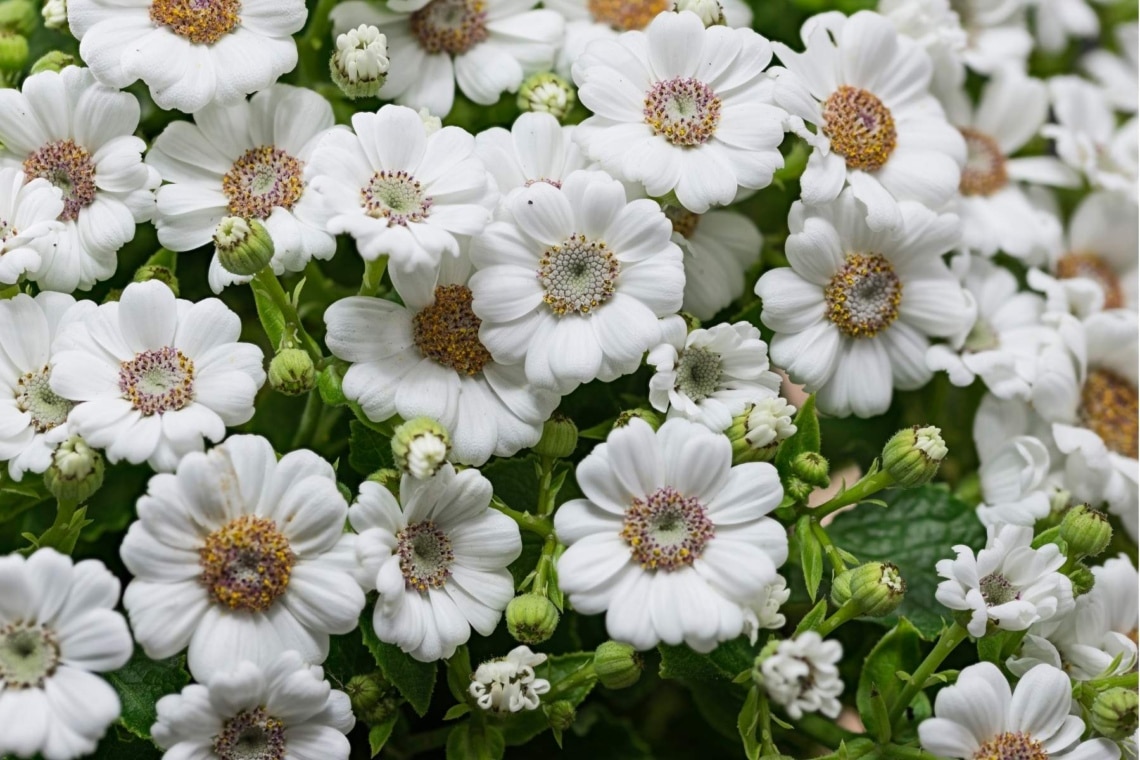 Gartencinerarie (Pericallis hybrida)