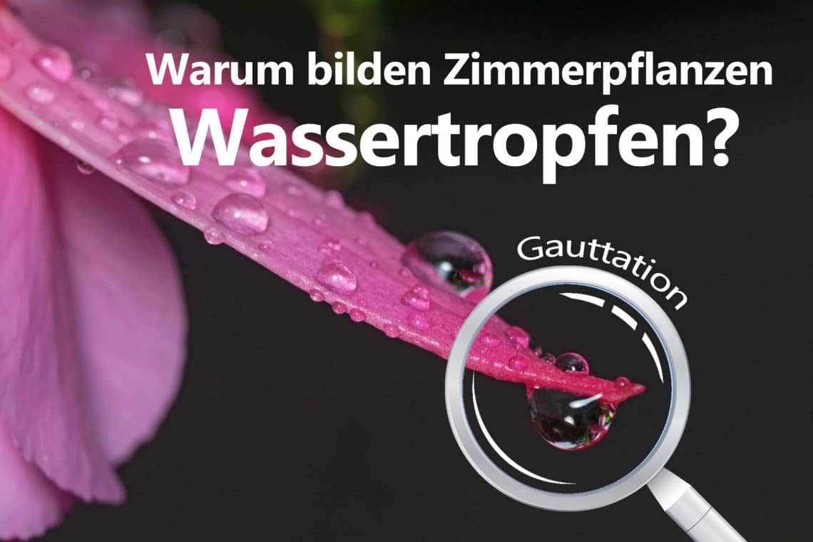 wassertropfen an zimmerpflanze