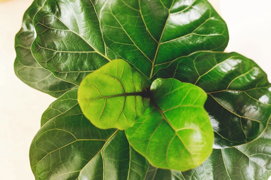 Geigenfeige (Ficus lyrata)