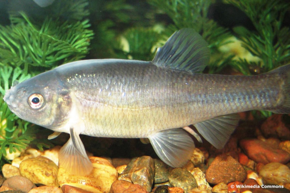 8 algenfressende Fische für den Teich Algenfresser