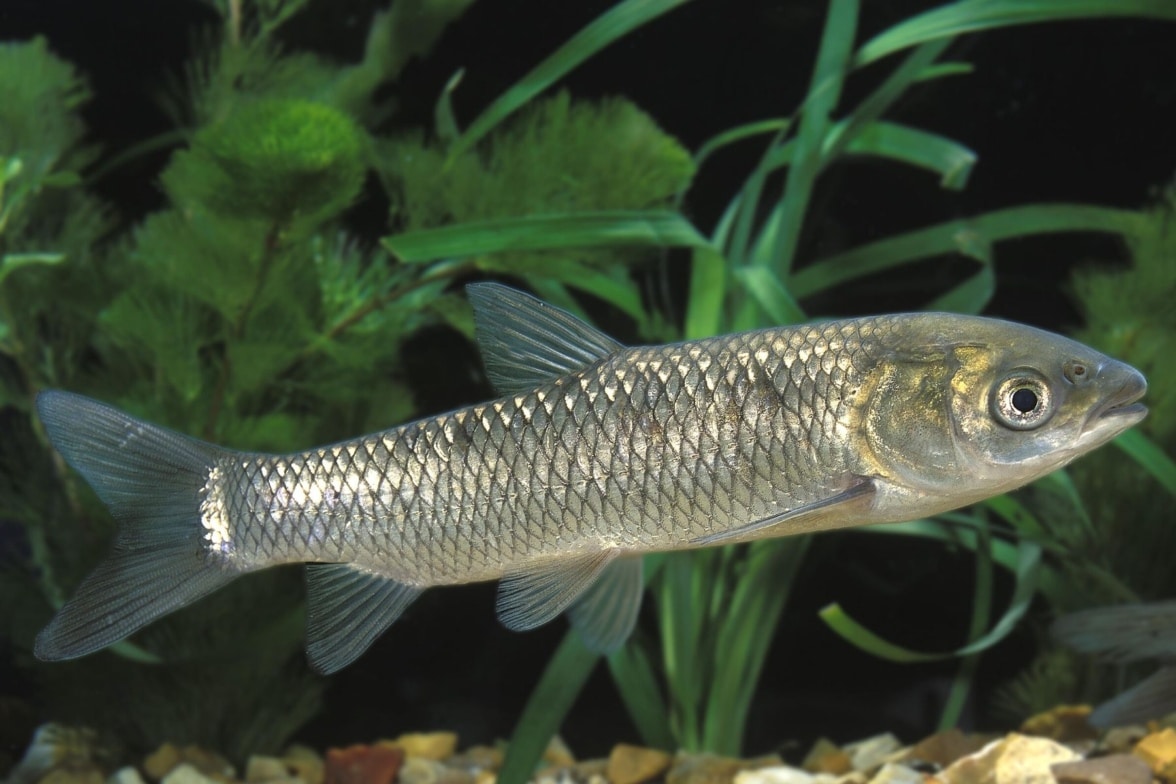 8 algenfressende Fische für den Teich Algenfresser