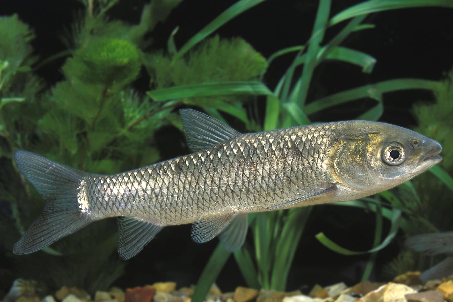 8 algenfressende Fische für den Teich Algenfresser