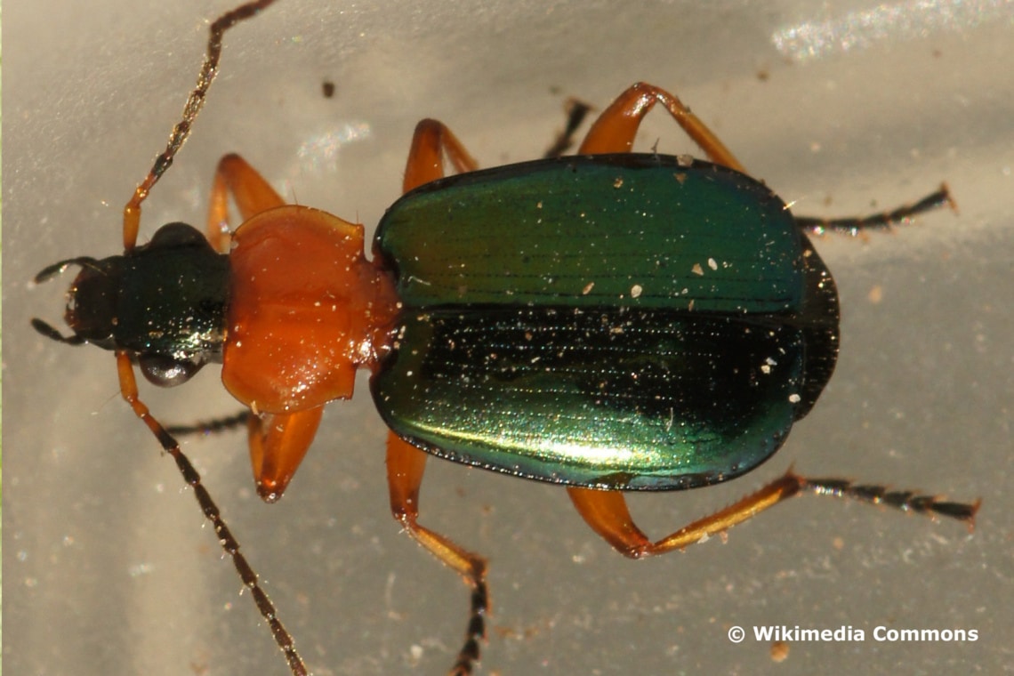 Grünblaue Prunkkäfer (Lebia chlorocephala)