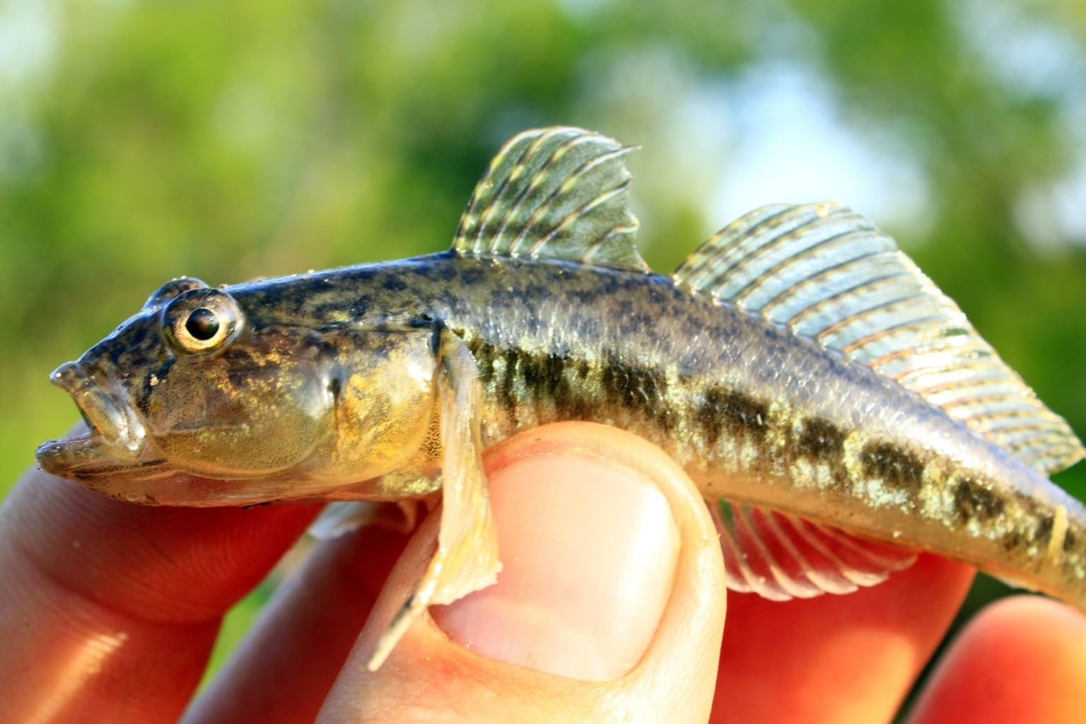 8 algenfressende Fische für den Teich Algenfresser