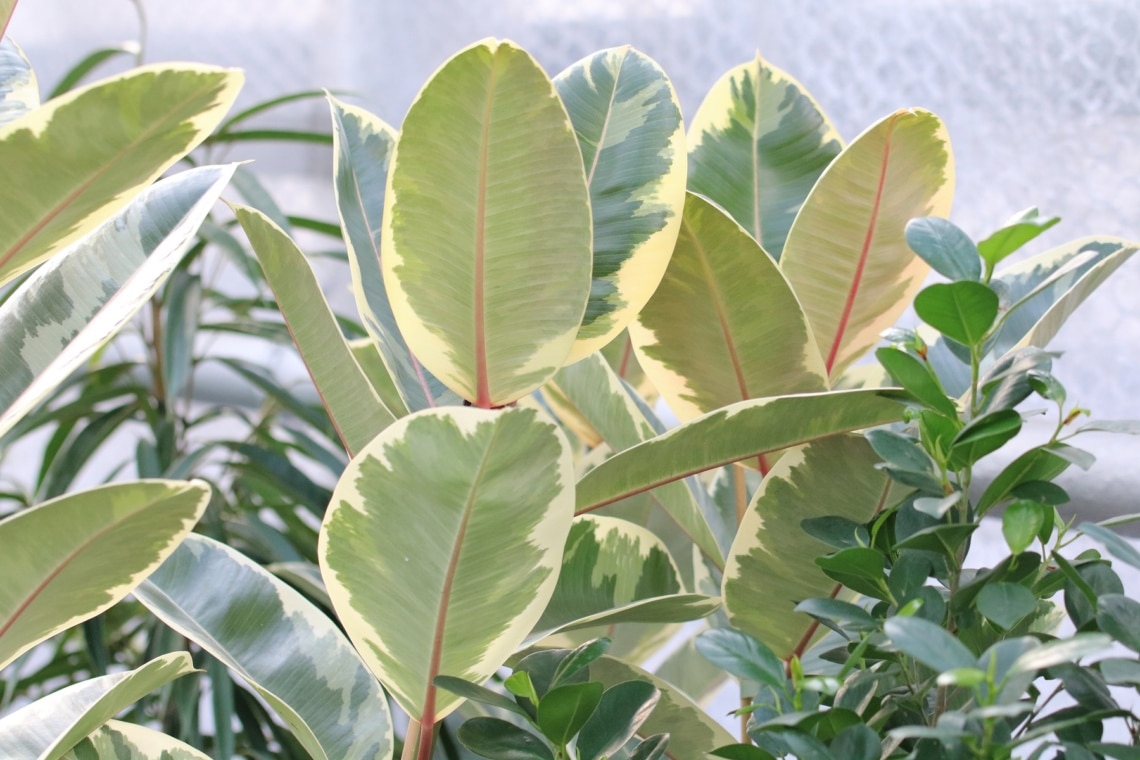 Gummibaum (Ficus elastica)