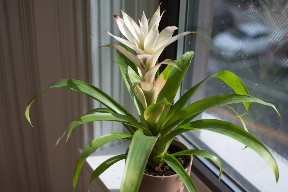 Guzmania (Guzmania theresa)