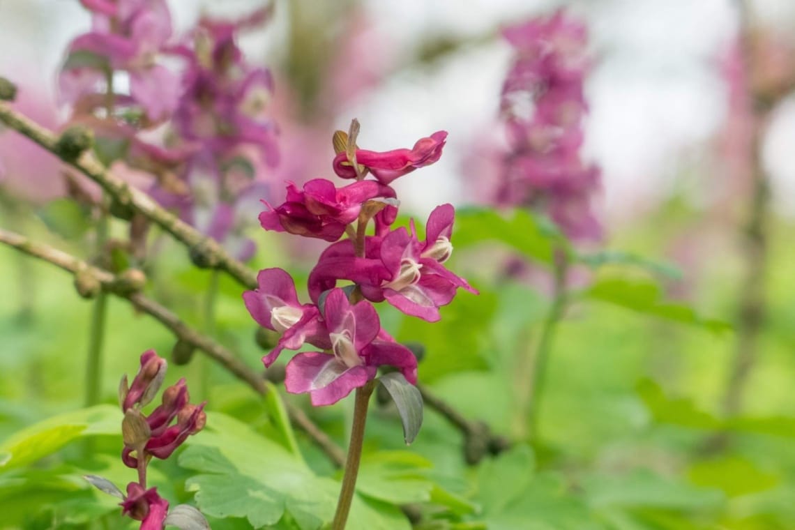 Hohler Lerchensporn (Corydalis cava)