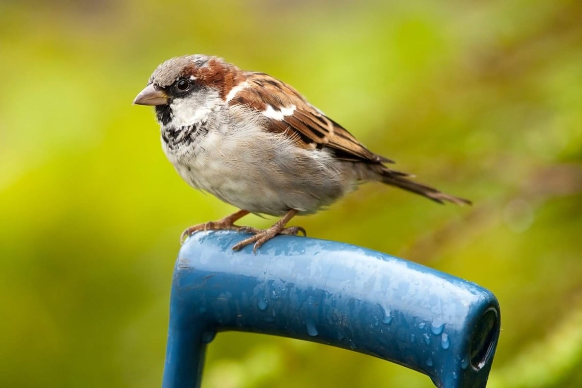 Haussperling (Passer domesticus)