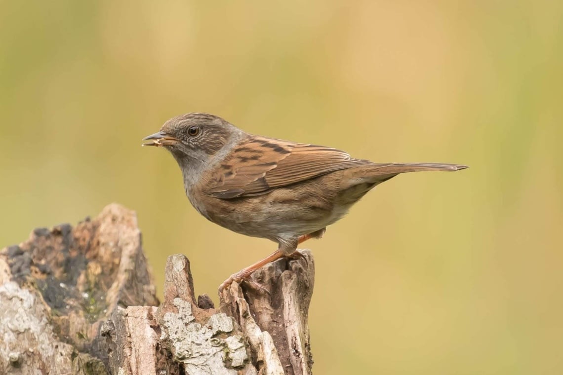 Heckenbraunelle (Prunella modularis)