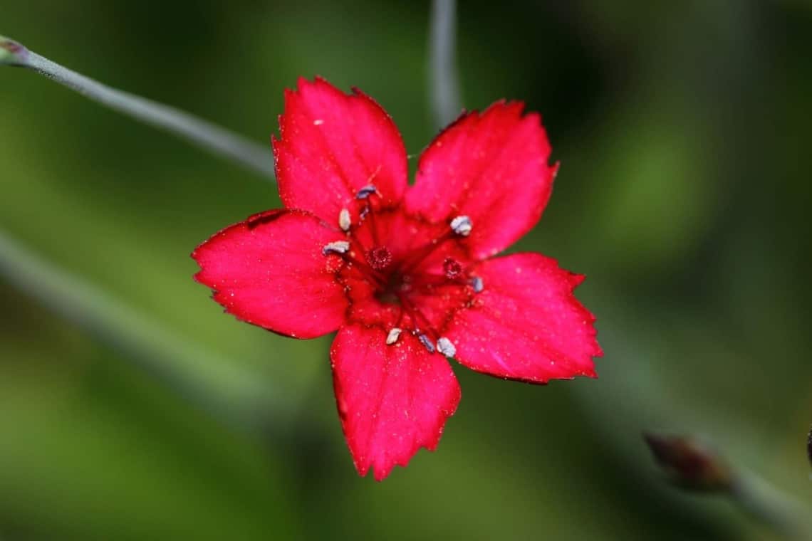 Heide-Nelke (Dianthus deltoides)