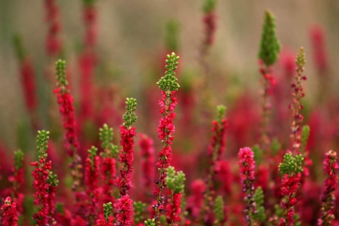 Heidekraut (Calluna vulgaris)