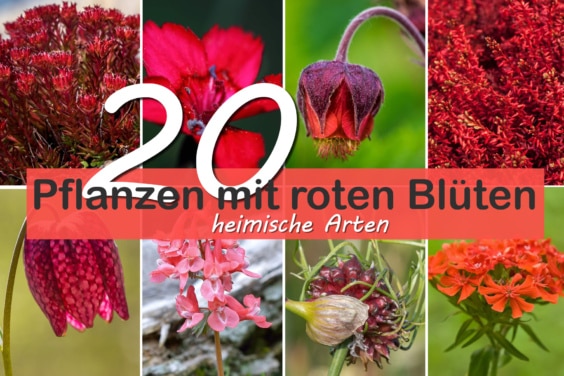 heimische Pflanzen mit roten Blüten