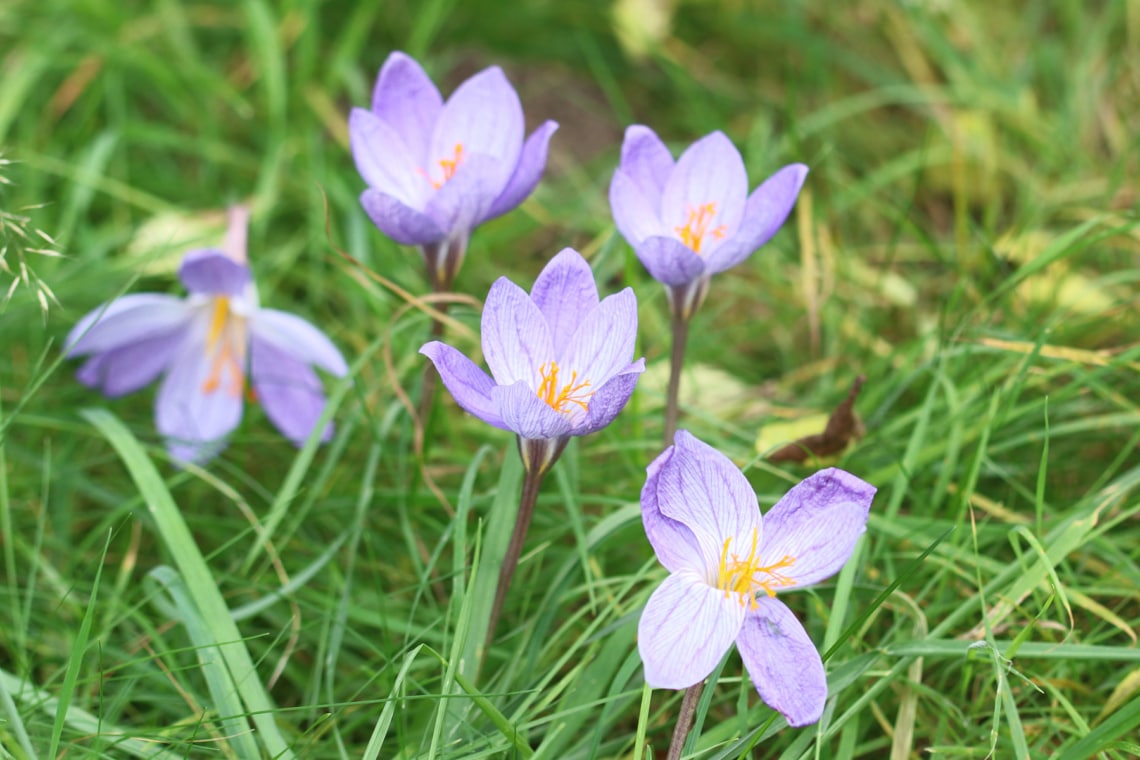 Herbstzeitlose (Colchicum autumnale)