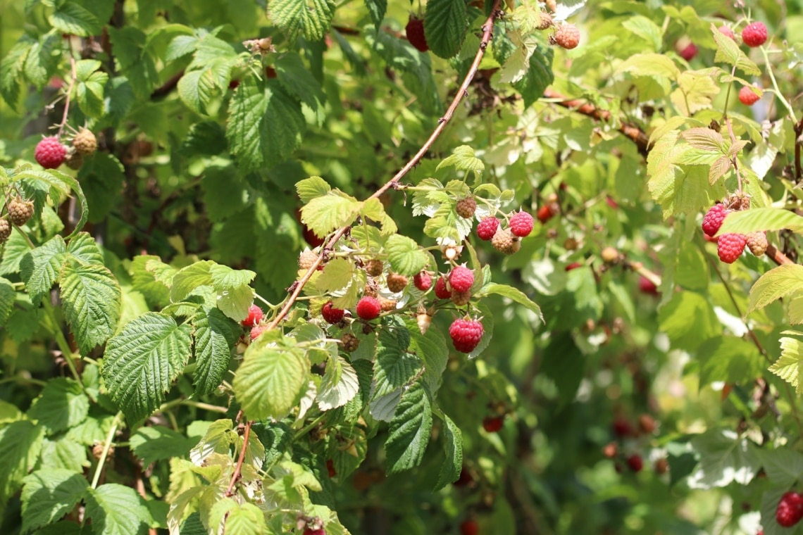 Garten-Himbeeren in der Sonne