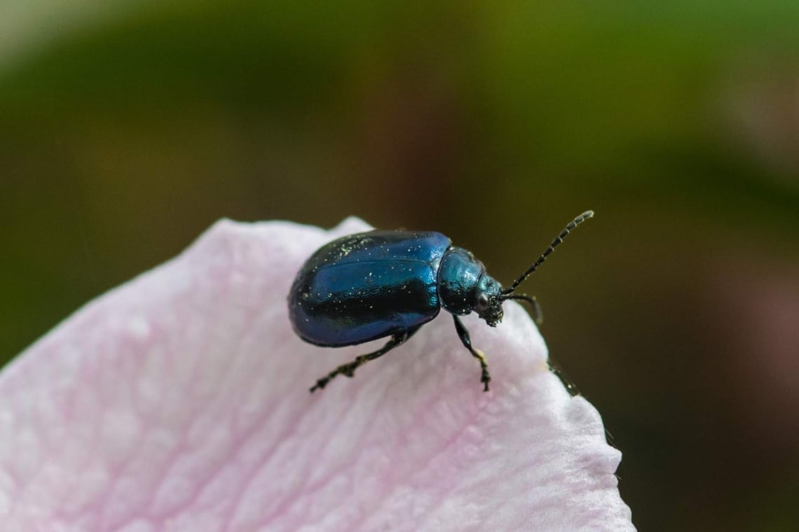 Himmelblauer Blattkäfer (Chrysomela coerulans)