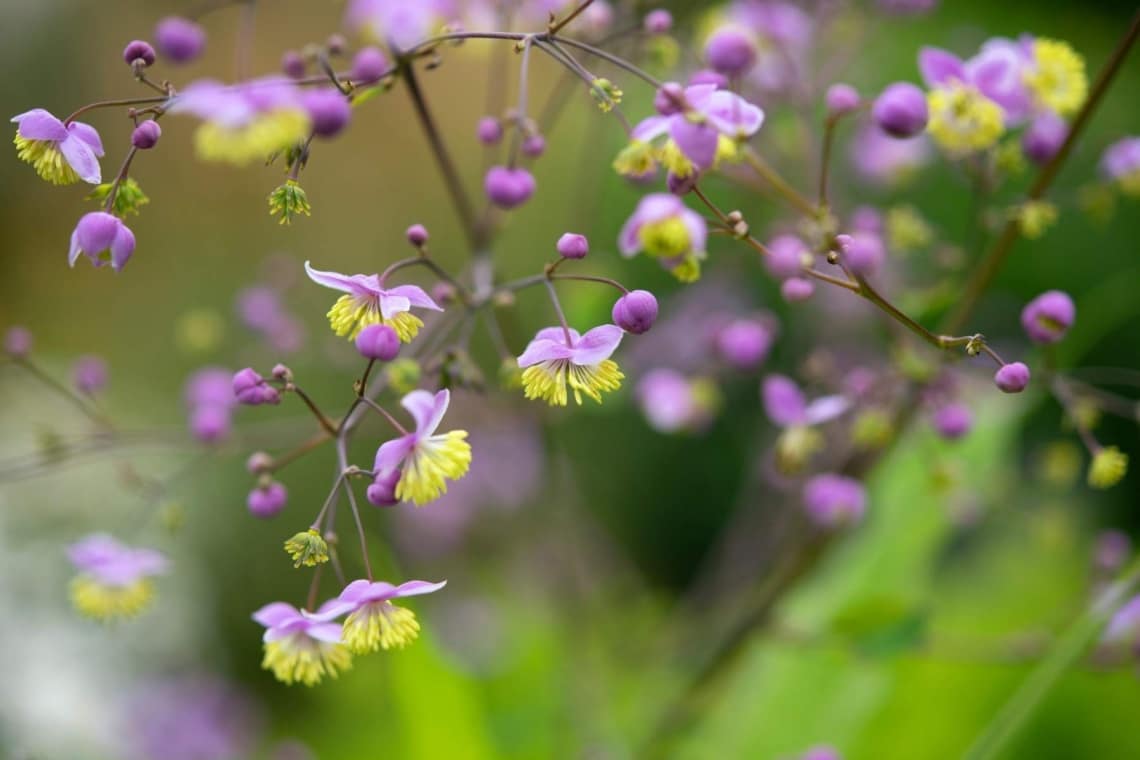 Hohe Wiesenraute (Thalictrum rochebruneanum)