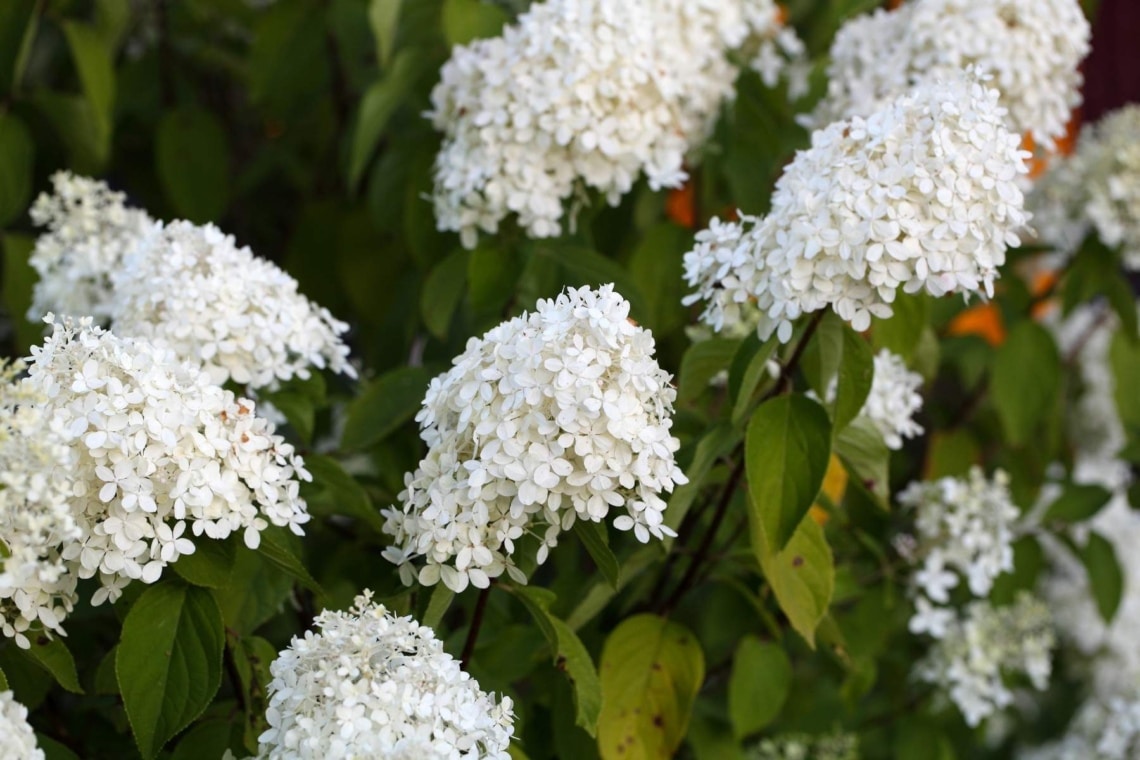 Hortensie (Hydrangea paniculata)