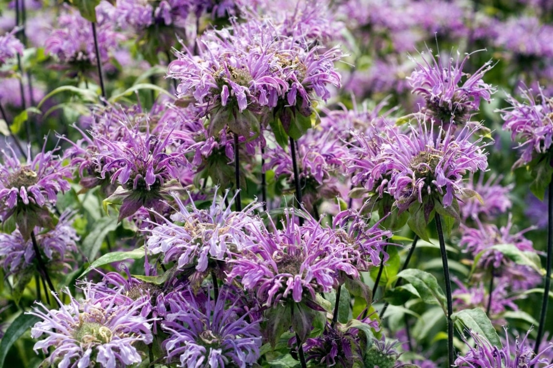 Indianernessel (Monarda fistulosa)