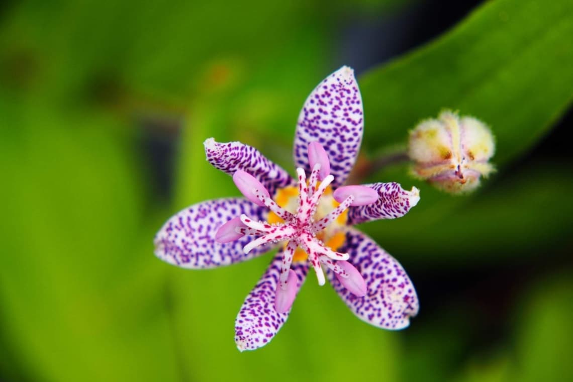 Japan Krötenlilie (Tricyrtis hirta)