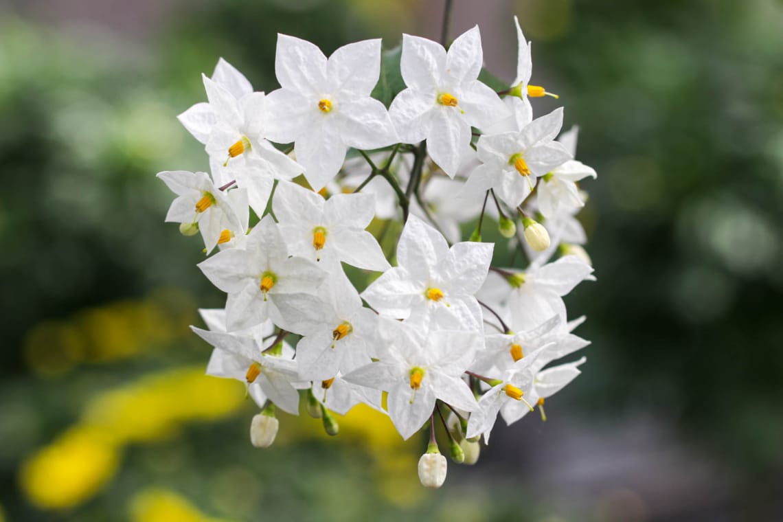 Jasmin (Philadelphus)