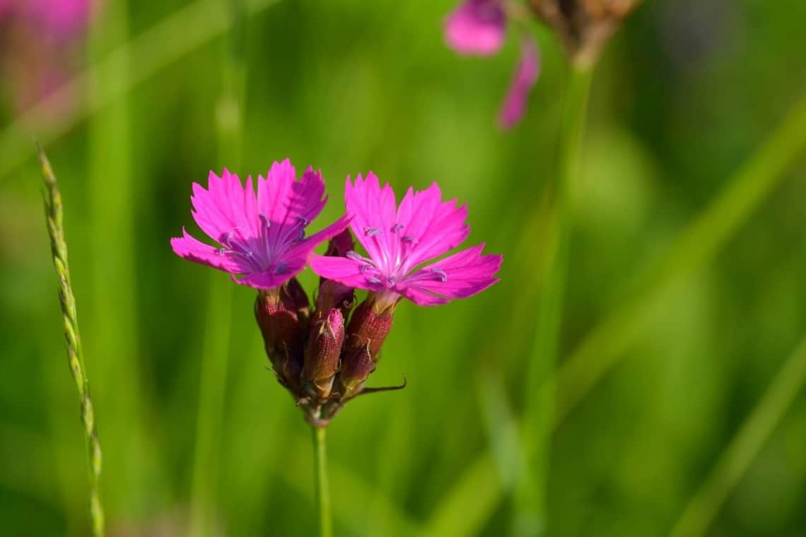 Karthäuser-Nelke (Dianthus carthusianorum)