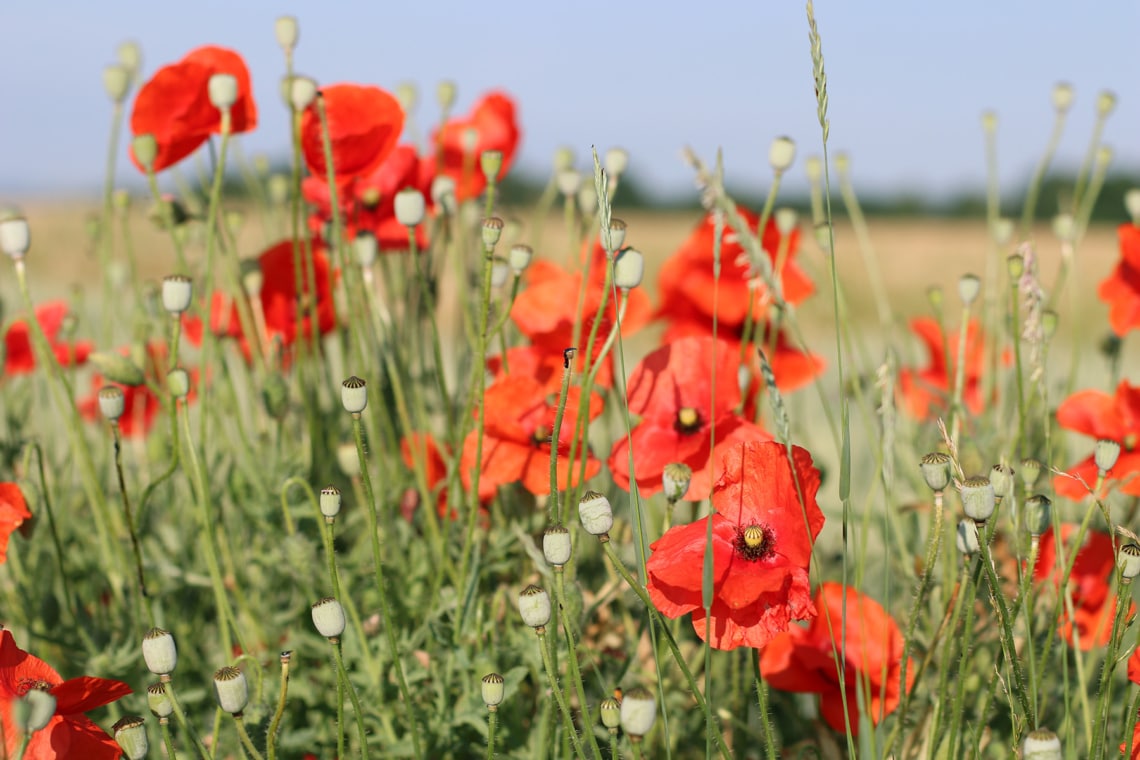 Klatsch-Mohn (Papaver rhoeas)