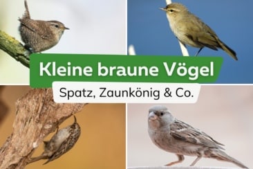 Kleiner brauner Vogel: welcher ist es?