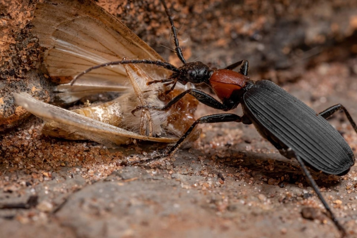 Kleiner Bombardierkäfer (Brachinus explodens)