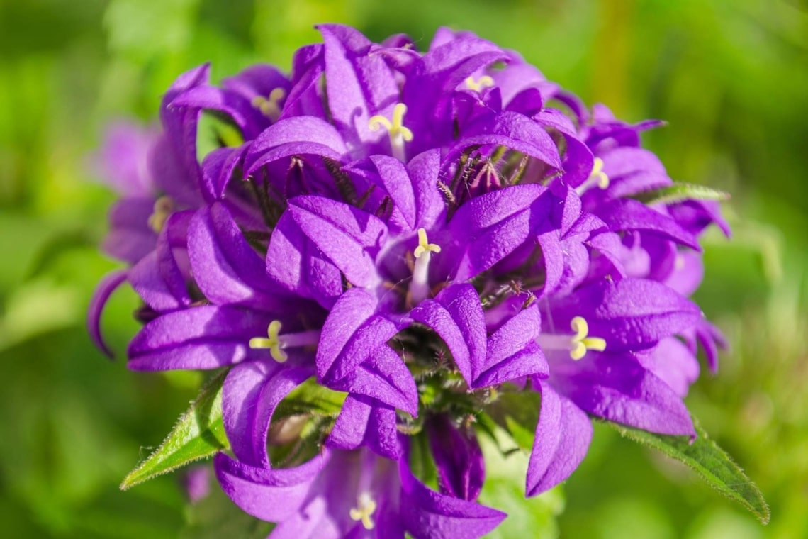 Knäuel-Glockenblume (Campanula glomerata)