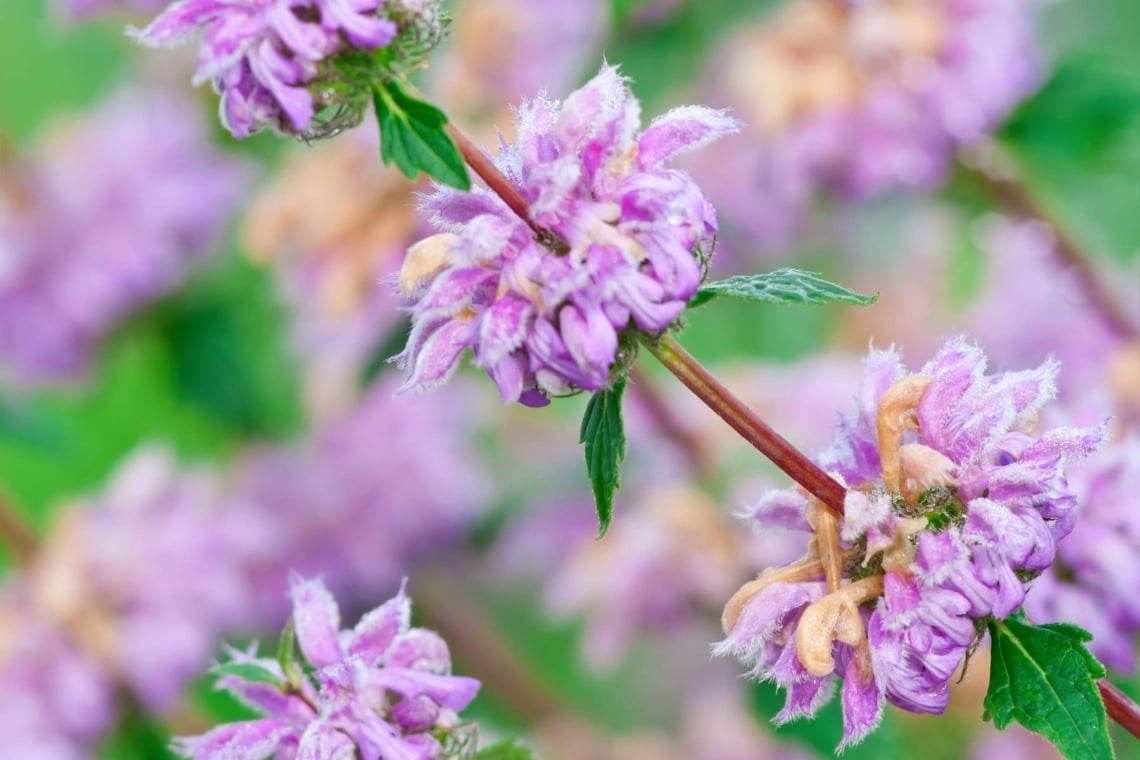 Knollen-Brandkraut (Phlomis tuberosa)