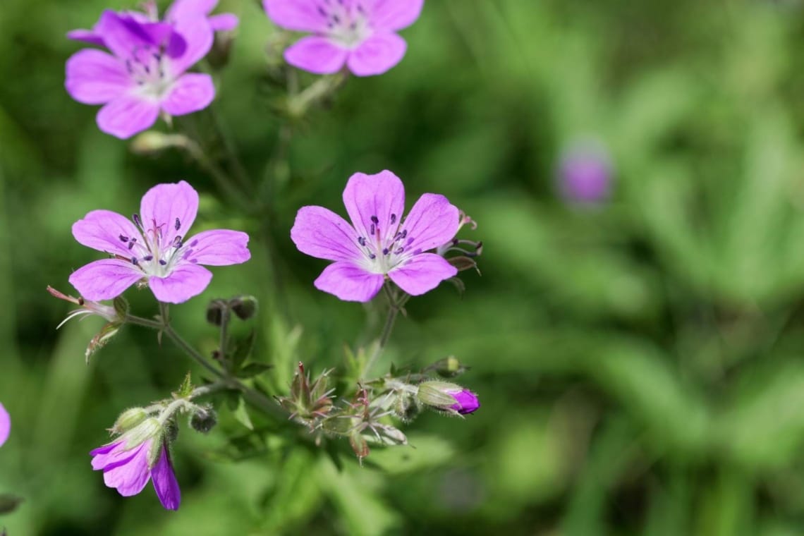 Knotiger Bergwald Storchschnabel (Geranium nodosum)