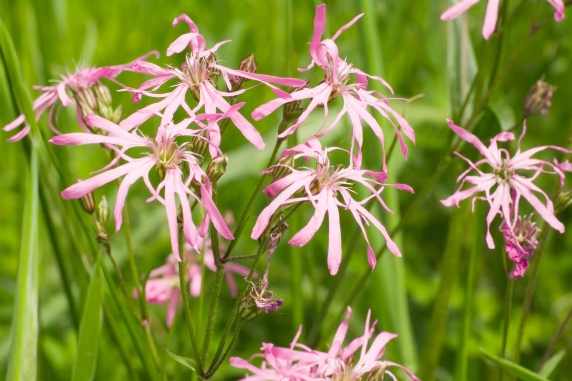 Kuckucks-Lichtnelke (Lychnis flos-cuculi)