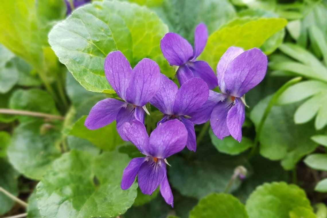 Labrador-Veilchen (Viola labradorica)