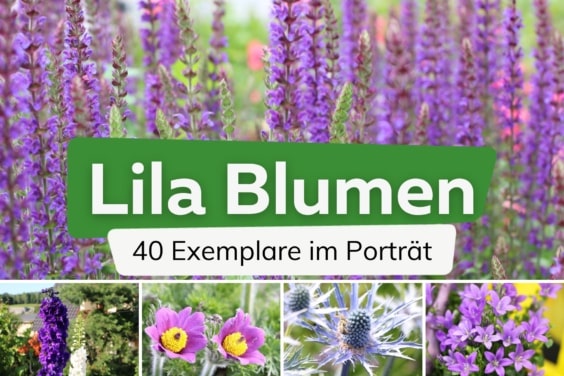 40 lila Blumen mit Namen von A-Z