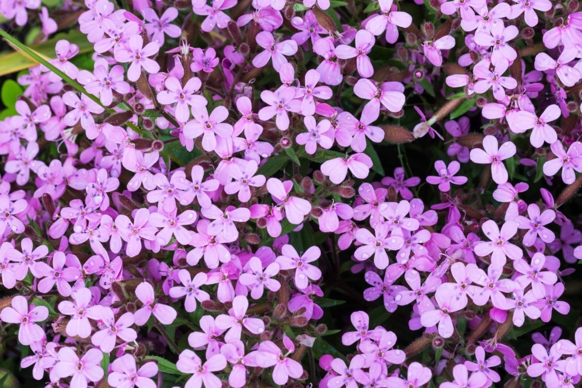 Mauer-Gipskraut (Gypsophila muralis)