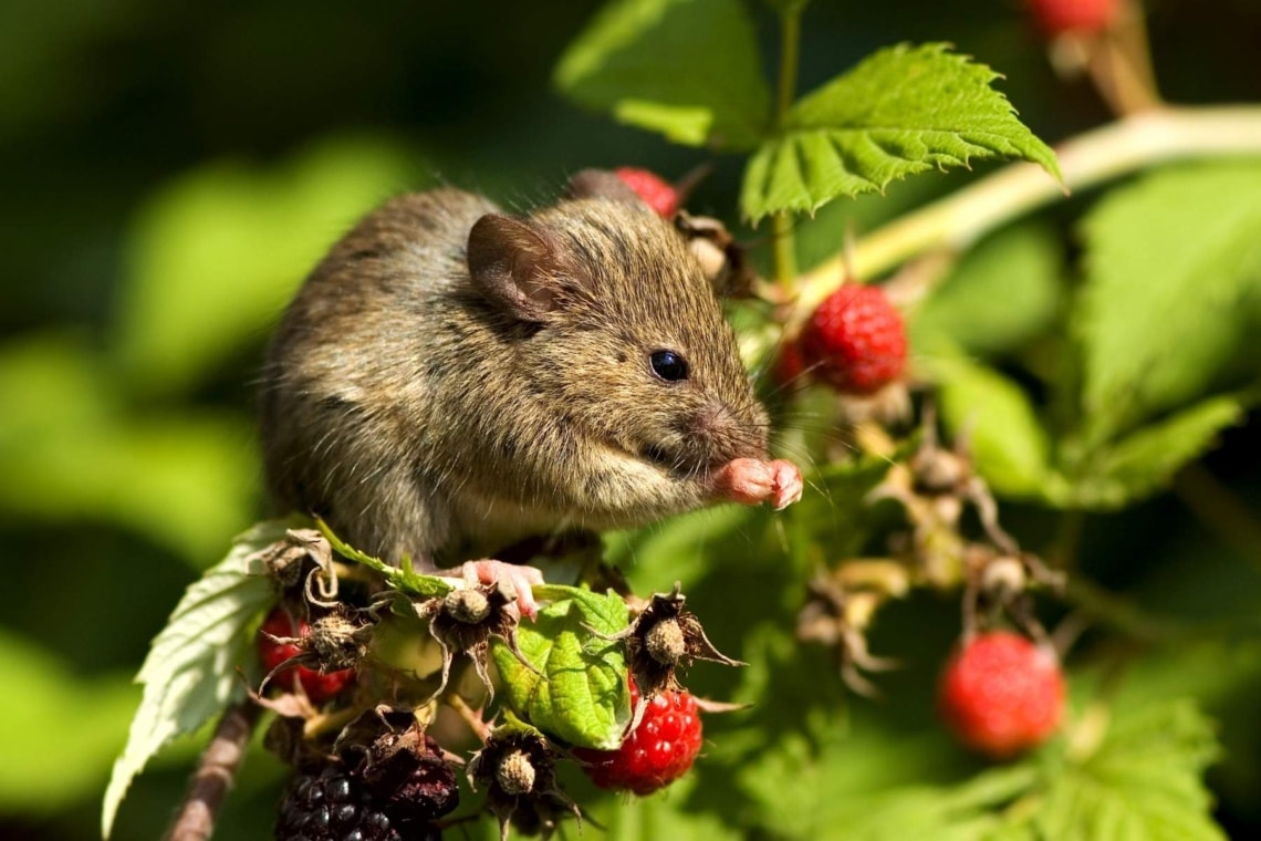 Maus frisst Beeren