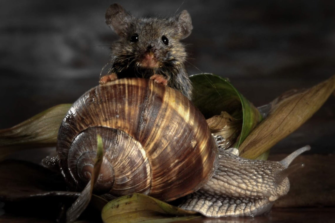 Maus mit Weinbergschnecke