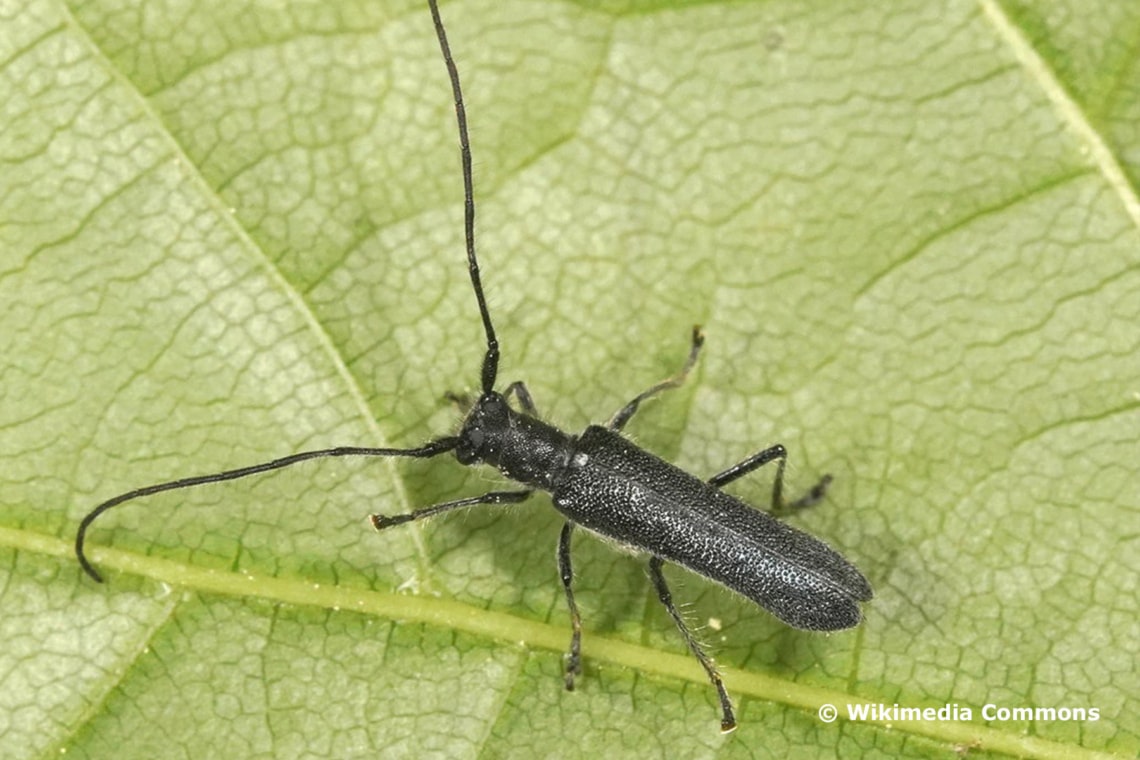 Metallfarbener Lindenbock (Stenostola Dubia)