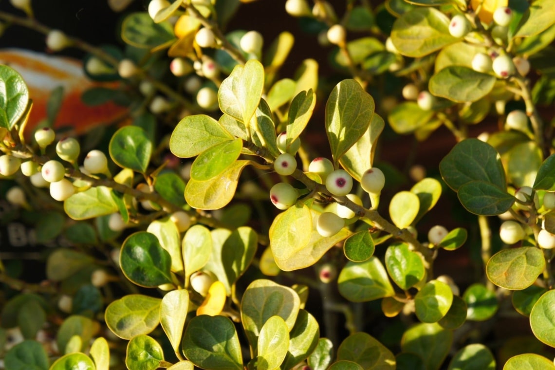 Mistel-Feigenbaum (Ficus deltoidea)