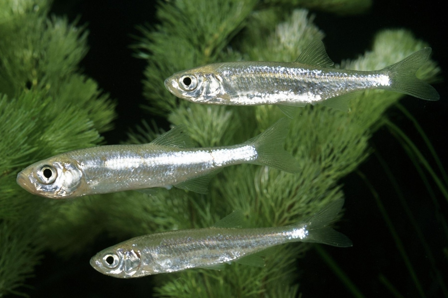 8 algenfressende Fische für den Teich Algenfresser