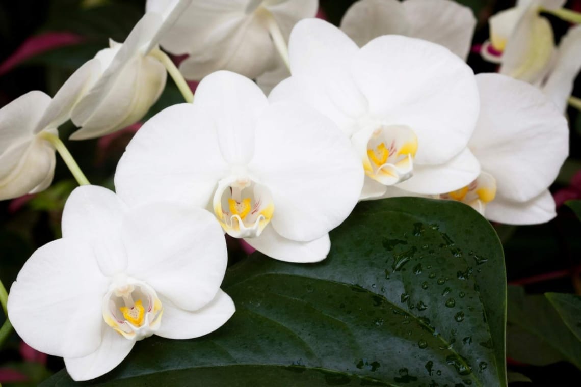 Nachtfalter-Orchidee (Phalaenopsis)