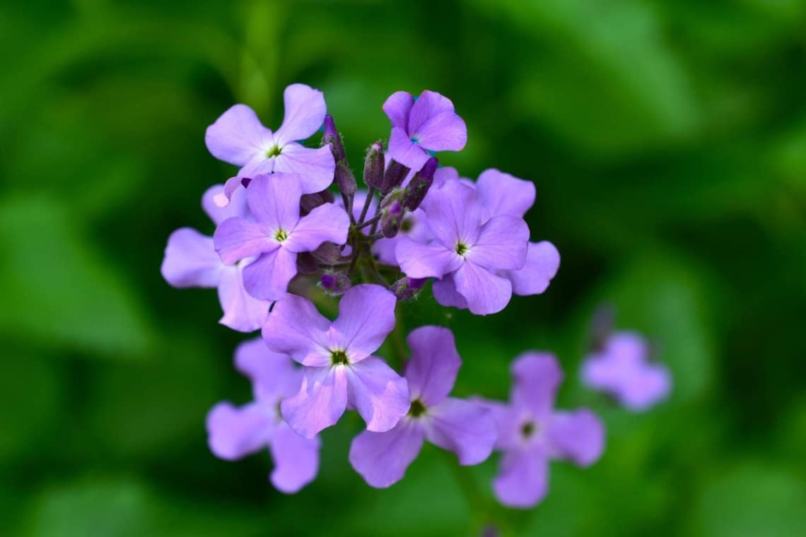 Nachtviole (Hesperis matronalis)