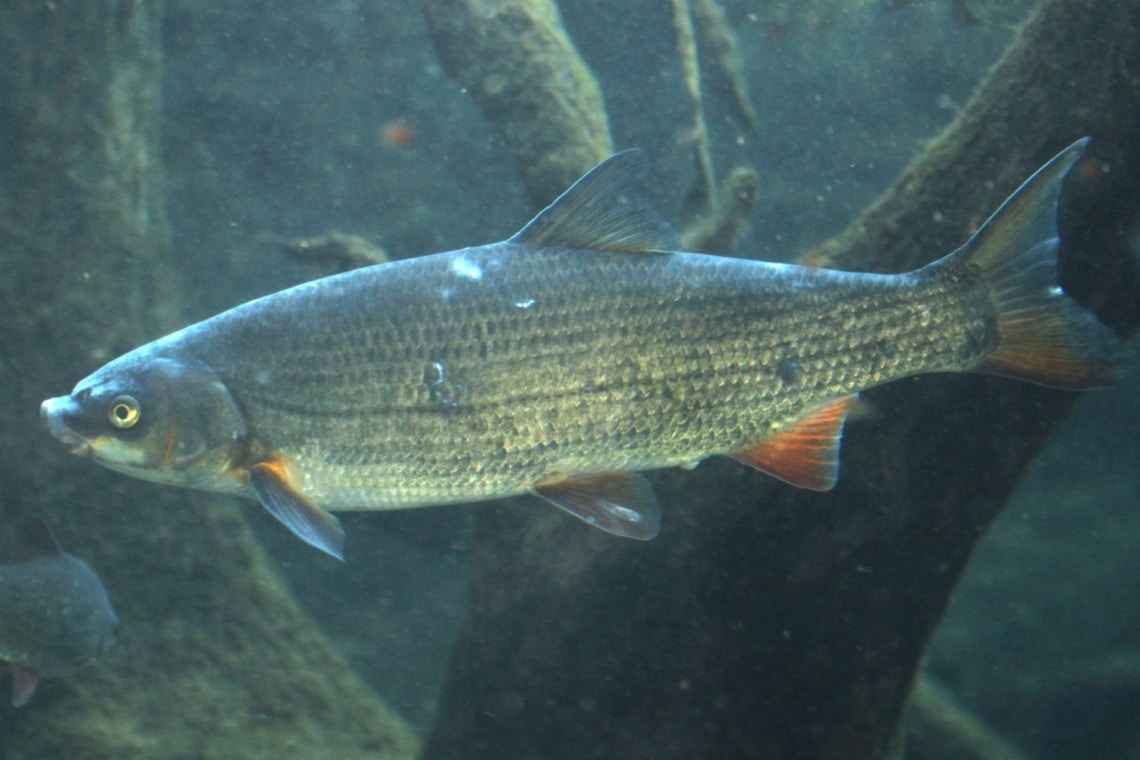 Nase (Chondrostoma nasus)