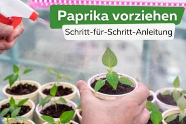 Paprika vorziehen